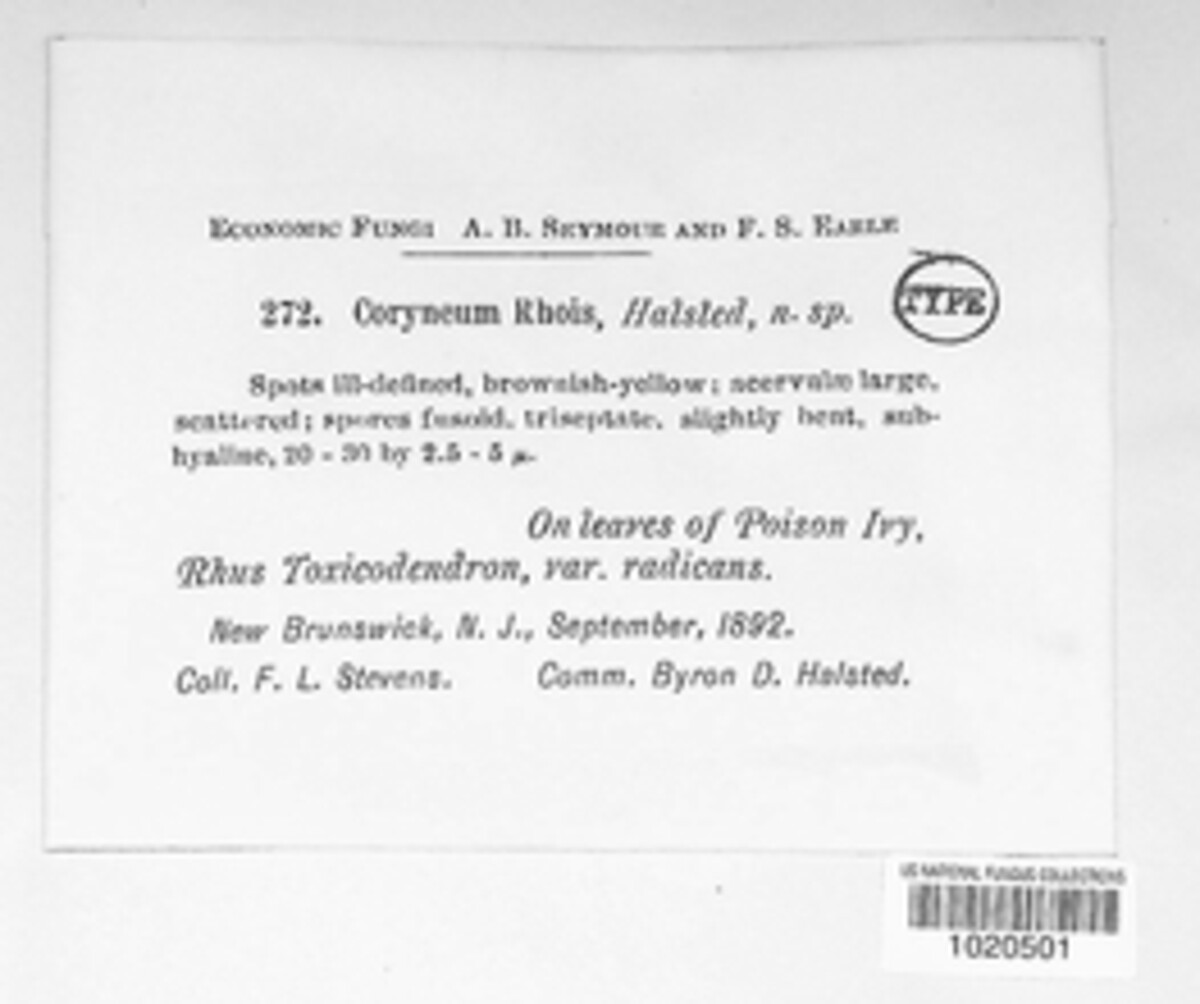 Colletogloeum rhois image